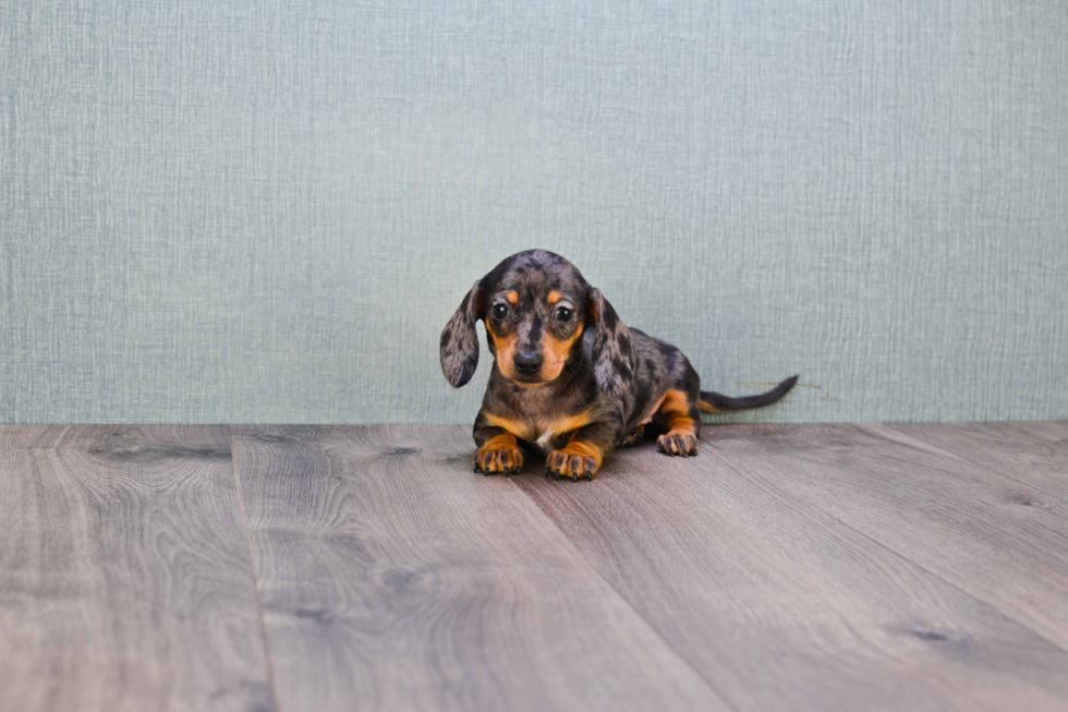 Cute Dachshund Purebred Pup