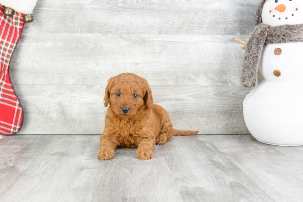 Adorable Golden Retriever Poodle Mix Puppy