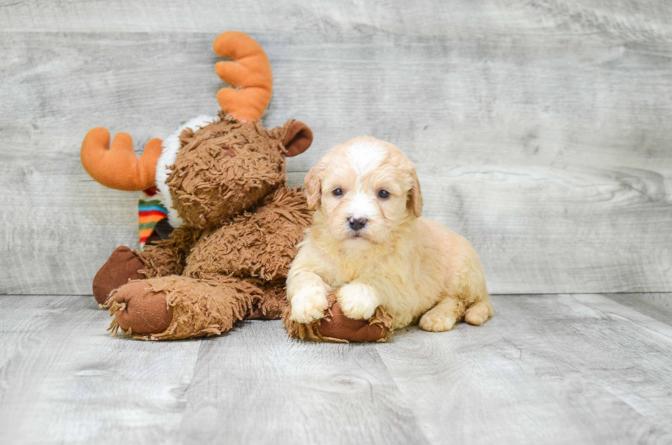 Mini Goldendoodle Pup Being Cute