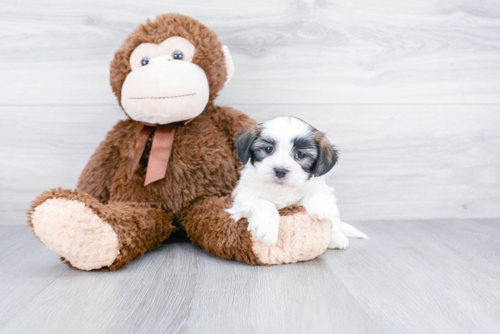 Best Teddy Bear Baby