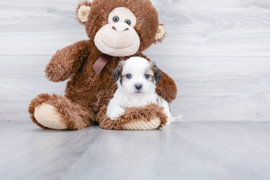 Teddy Bear Pup Being Cute