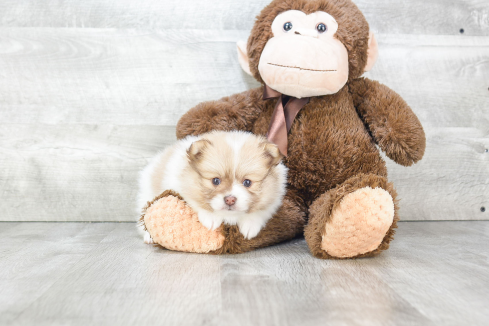 Playful Pomeranian Baby