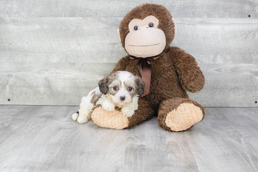 Cavachon Puppy for Adoption