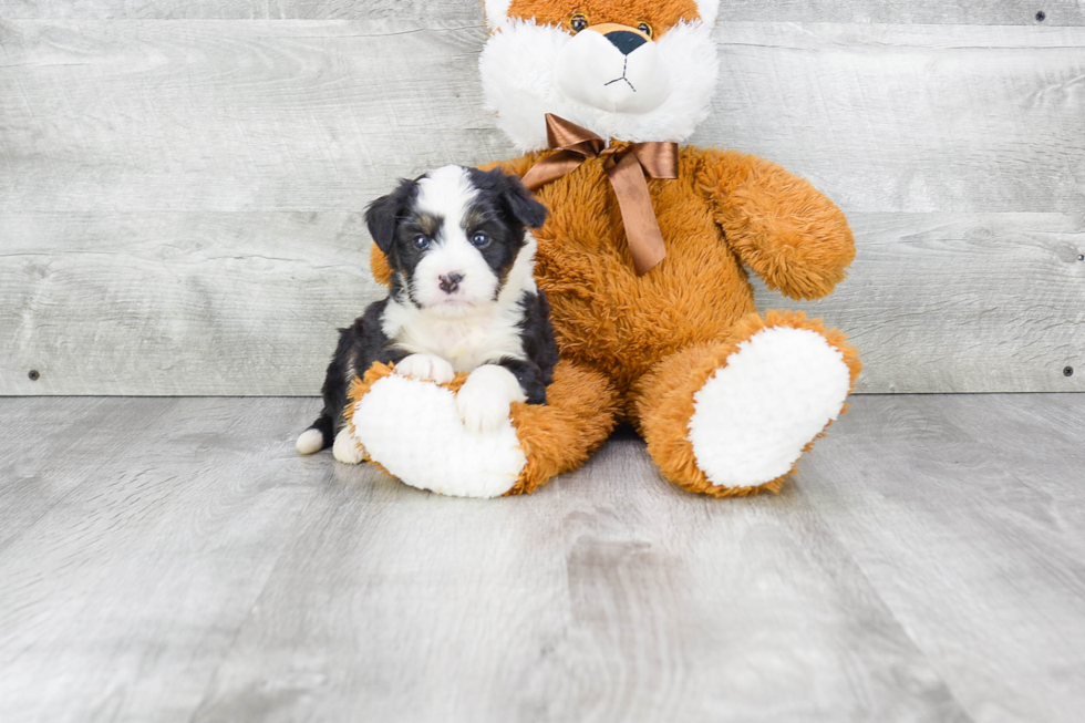 Mini Bernedoodle Puppy for Adoption