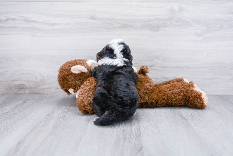 Sweet Mini Bernedoodle Baby