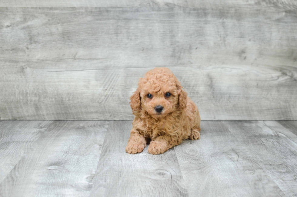 Poodle Pup Being Cute