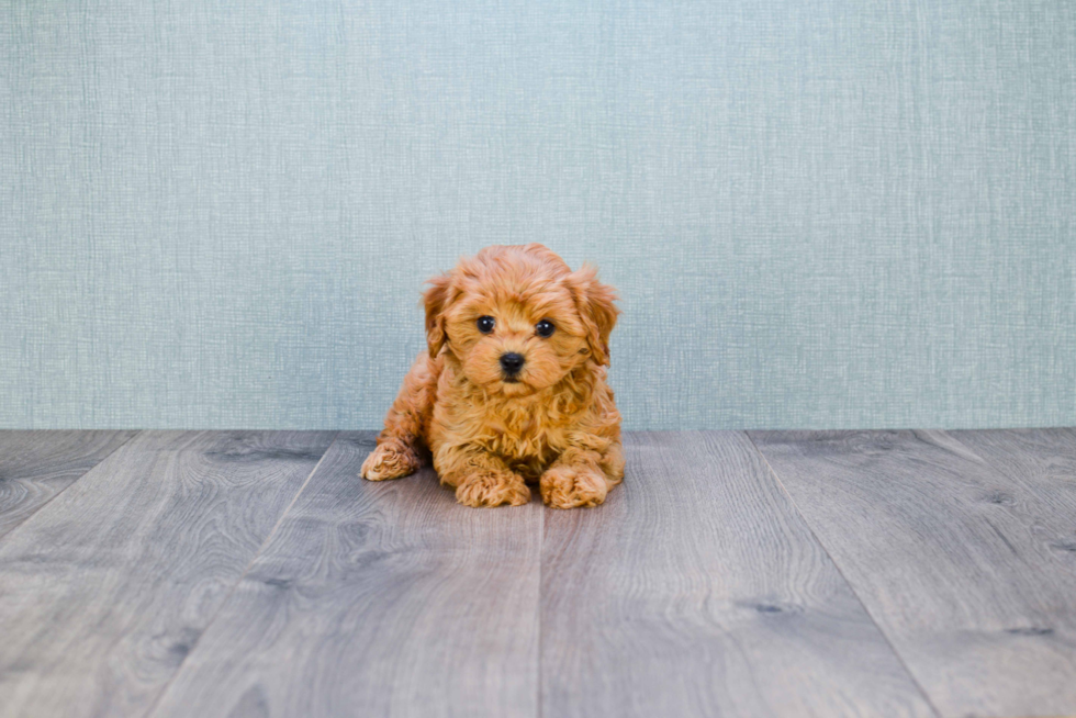 Best Cavapoo Baby