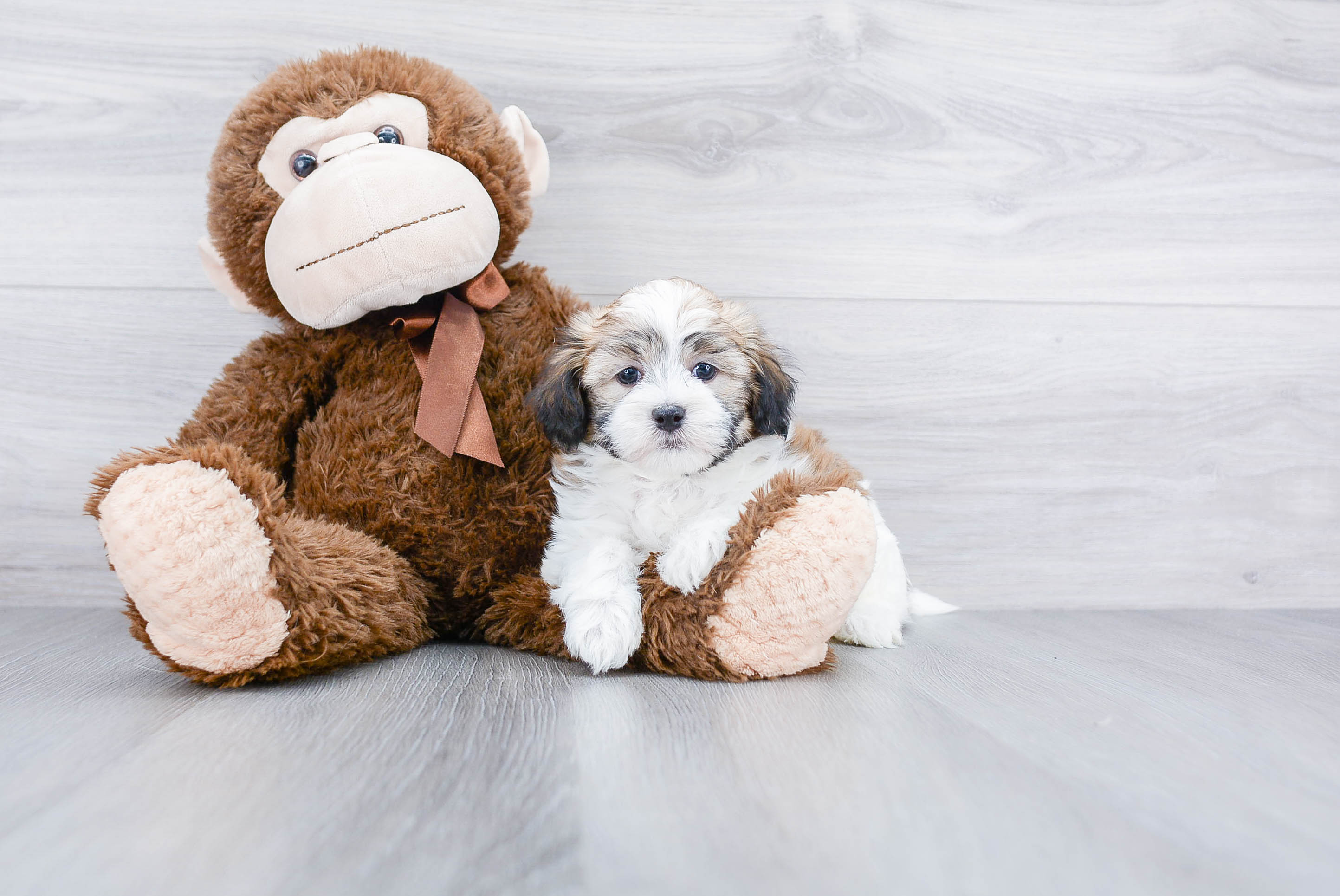 Small Havanese Baby