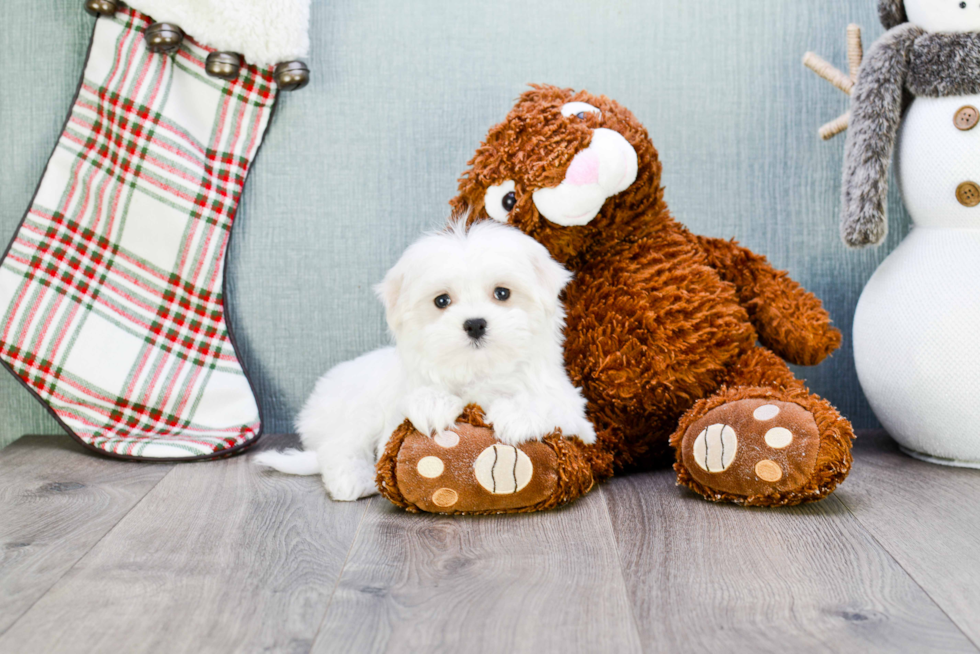 Maltese Puppy for Adoption