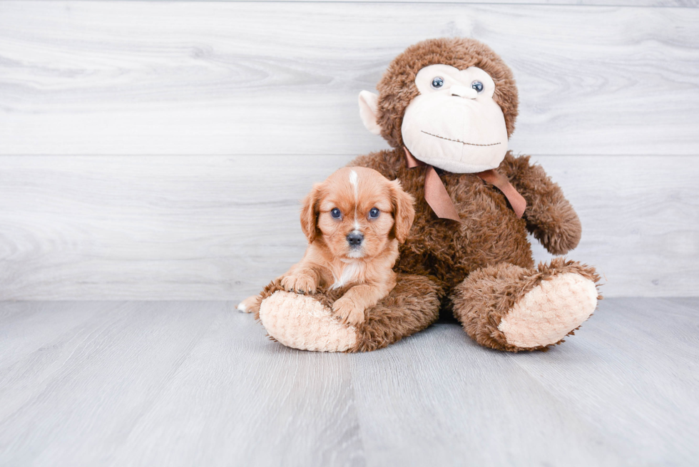 Little Cavalier King Charles Spaniel Purebred Pup