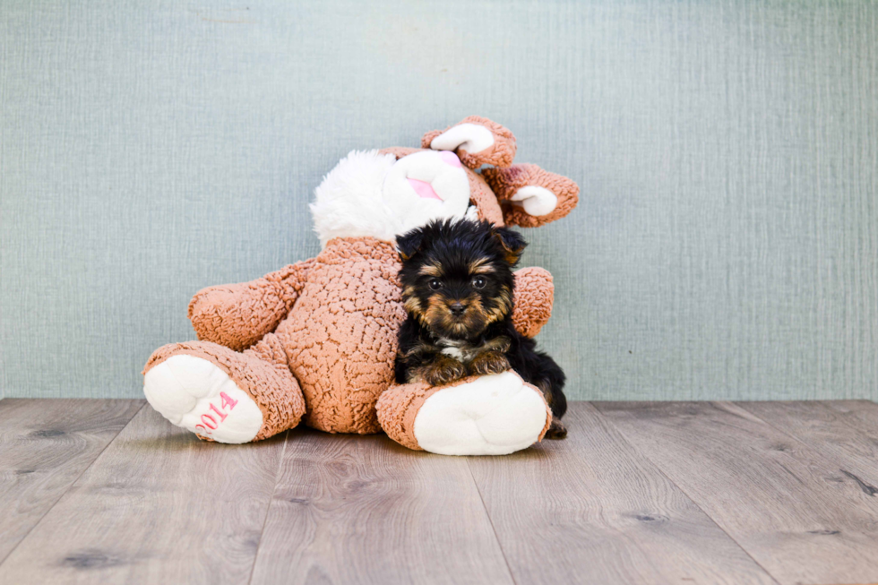 Sweet Morkie Baby