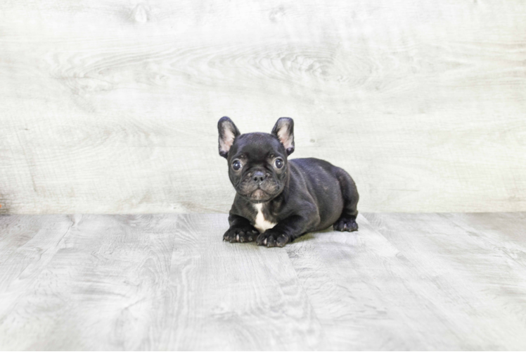 Little French Bulldog Purebred Pup