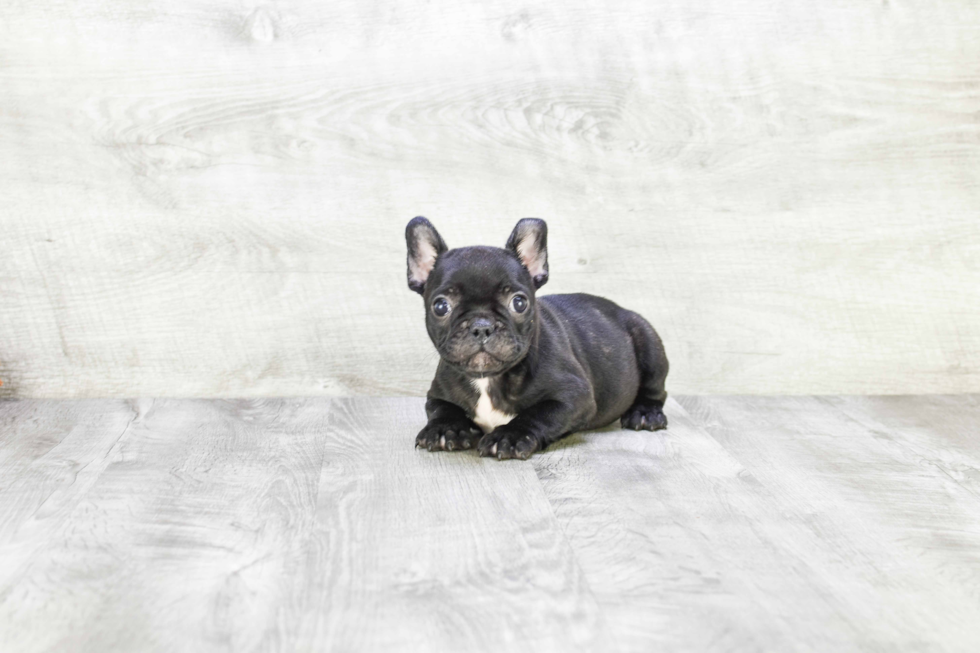 Little French Bulldog Purebred Pup