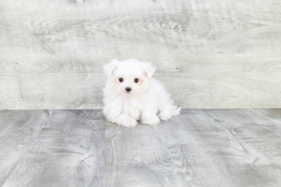 Happy Maltese Purebred Puppy