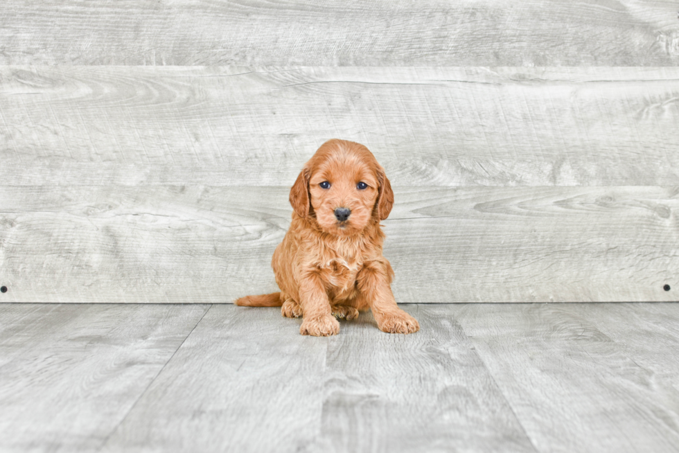 Small Mini Goldendoodle Baby