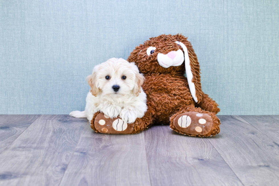 Best Maltipoo Baby