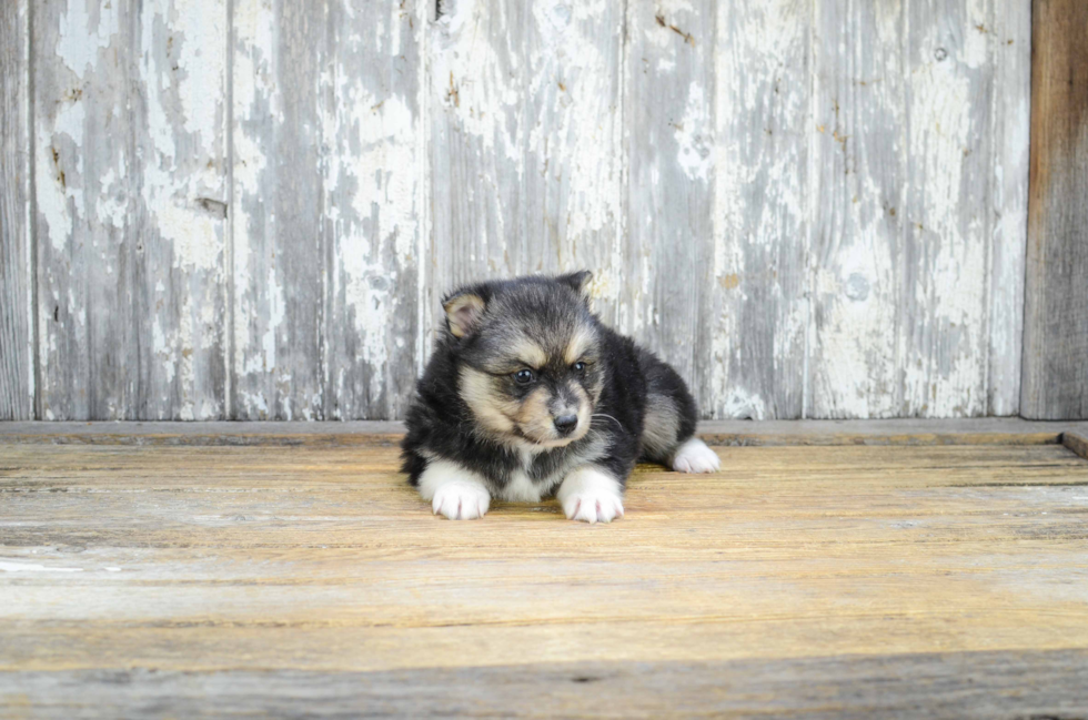 Energetic Mini Husky Designer Puppy