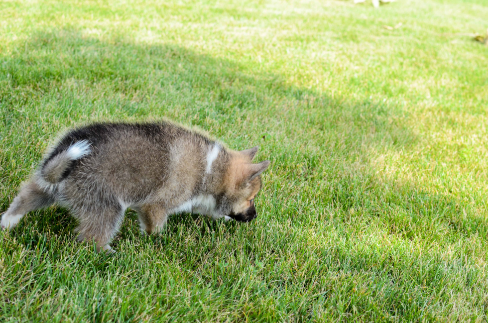 Playful Mini Husky Designer Puppy