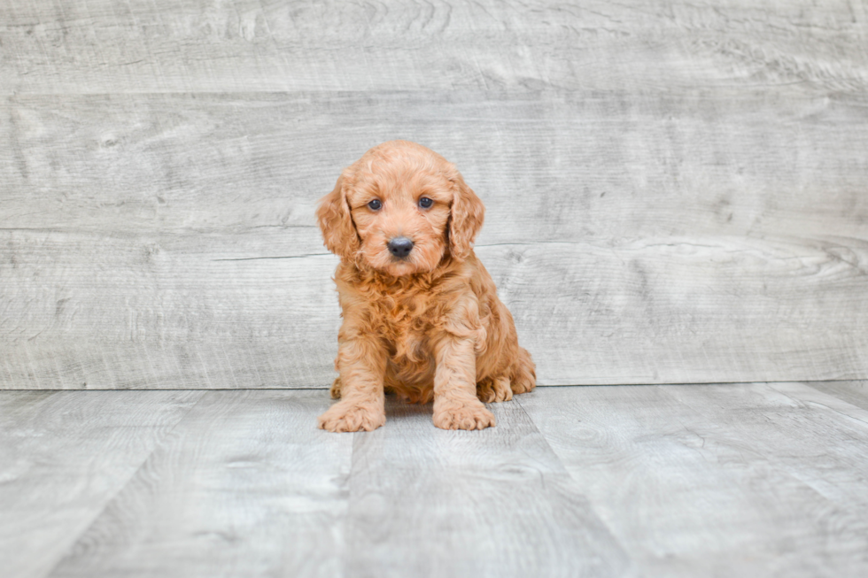 Funny Mini Goldendoodle Poodle Mix Pup