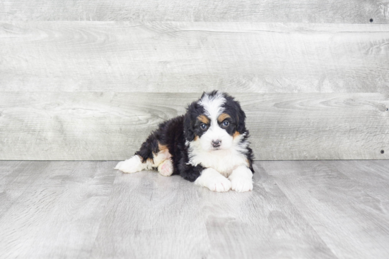 Fluffy Mini Bernedoodle Poodle Mix Pup