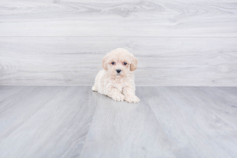 Maltipoo Pup Being Cute