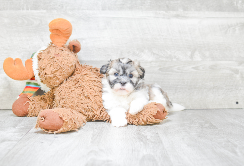 Best Havanese Baby