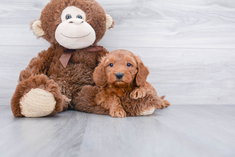 Popular Mini Goldendoodle Poodle Mix Pup