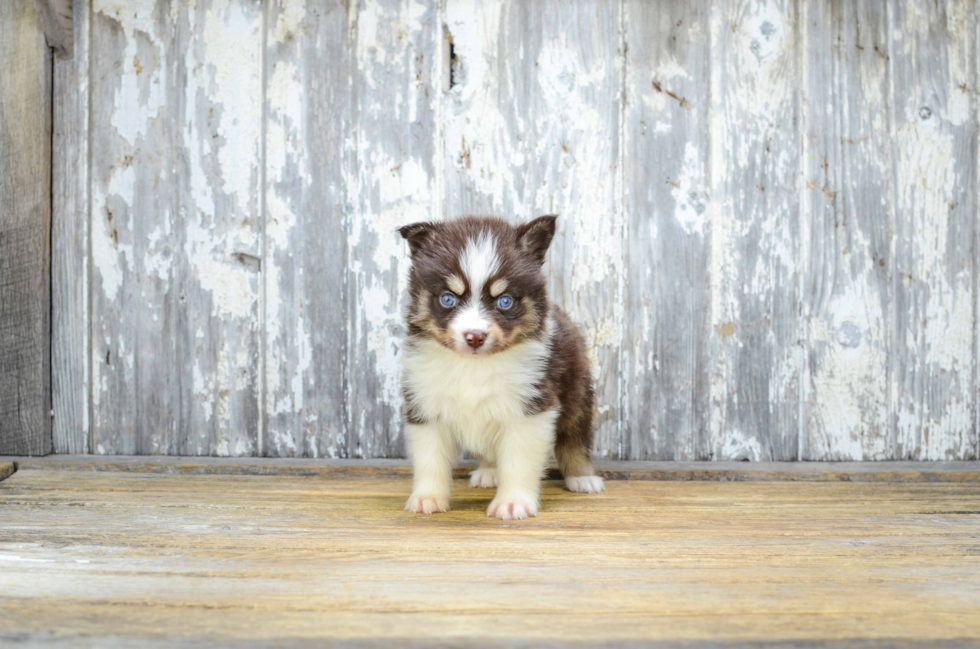 Sweet Pomsky Baby