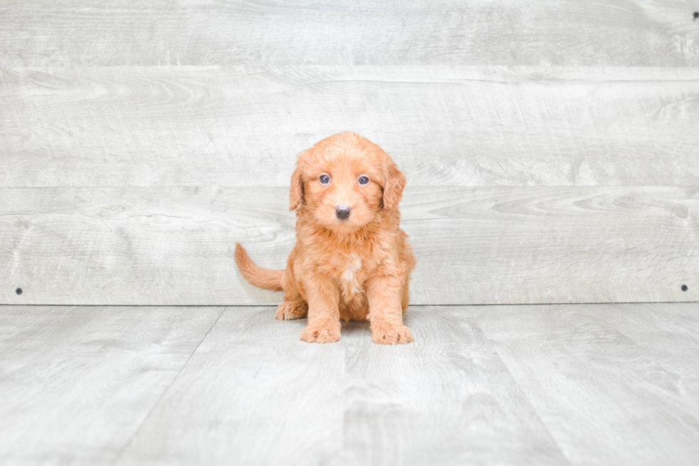 Best Mini Goldendoodle Baby