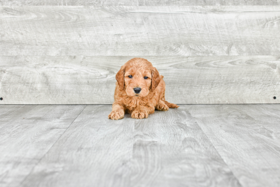 Playful Golden Retriever Poodle Mix Puppy