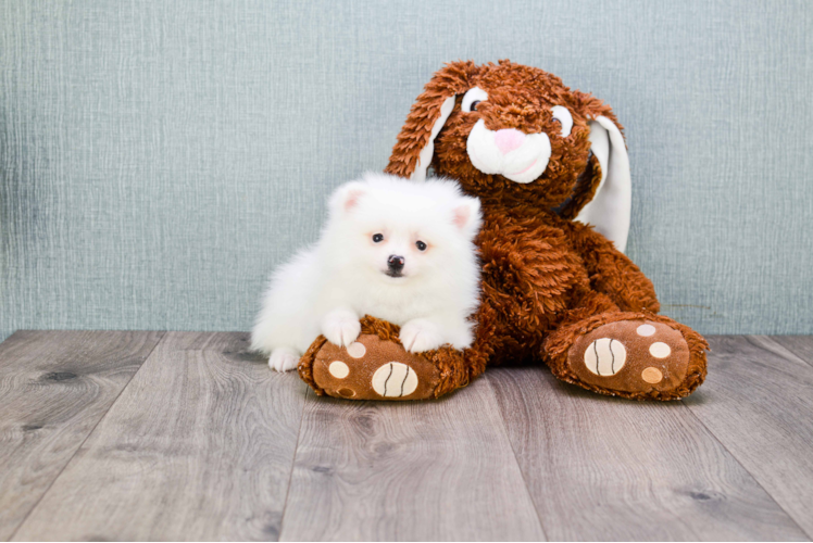 Small Pomeranian Purebred Pup