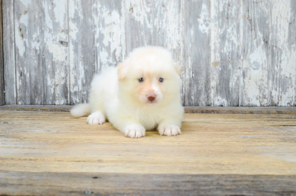 Pomsky Pup Being Cute