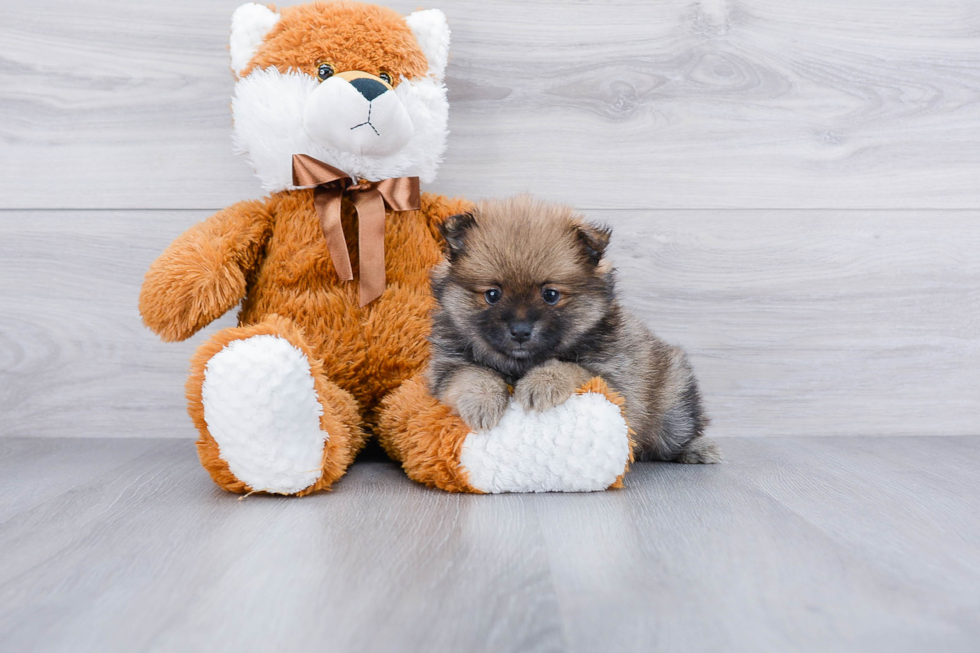 Pomeranian Puppy for Adoption