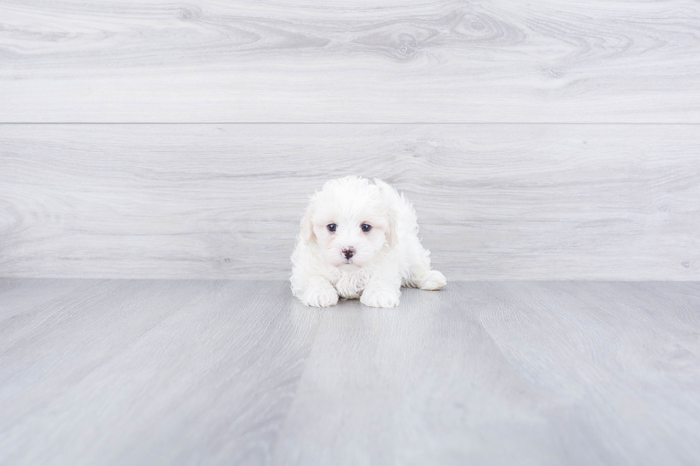 Popular Maltipoo Poodle Mix Pup