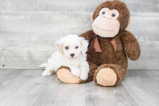 Cavachon Puppy for Adoption