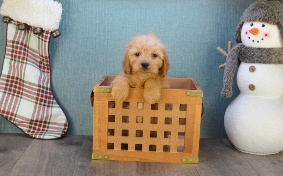 Mini Goldendoodle Pup Being Cute