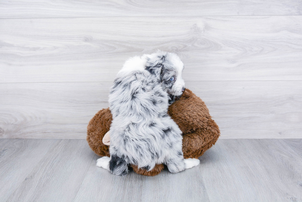 Best Mini Aussiedoodle Baby