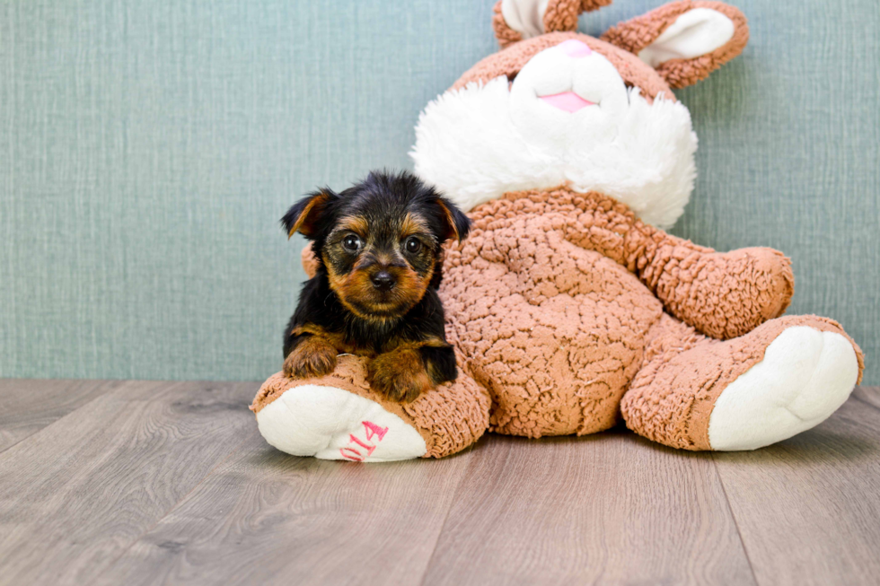 Meet Jeremy - our Yorkshire Terrier Puppy Photo 