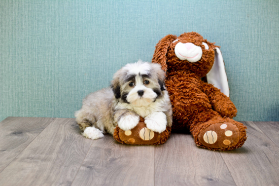 Little Havanese Baby