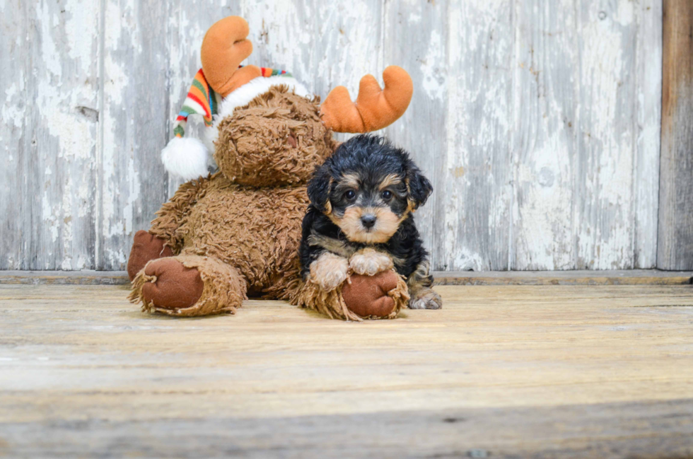 Petite Yorkie Poo Poodle Mix Pup