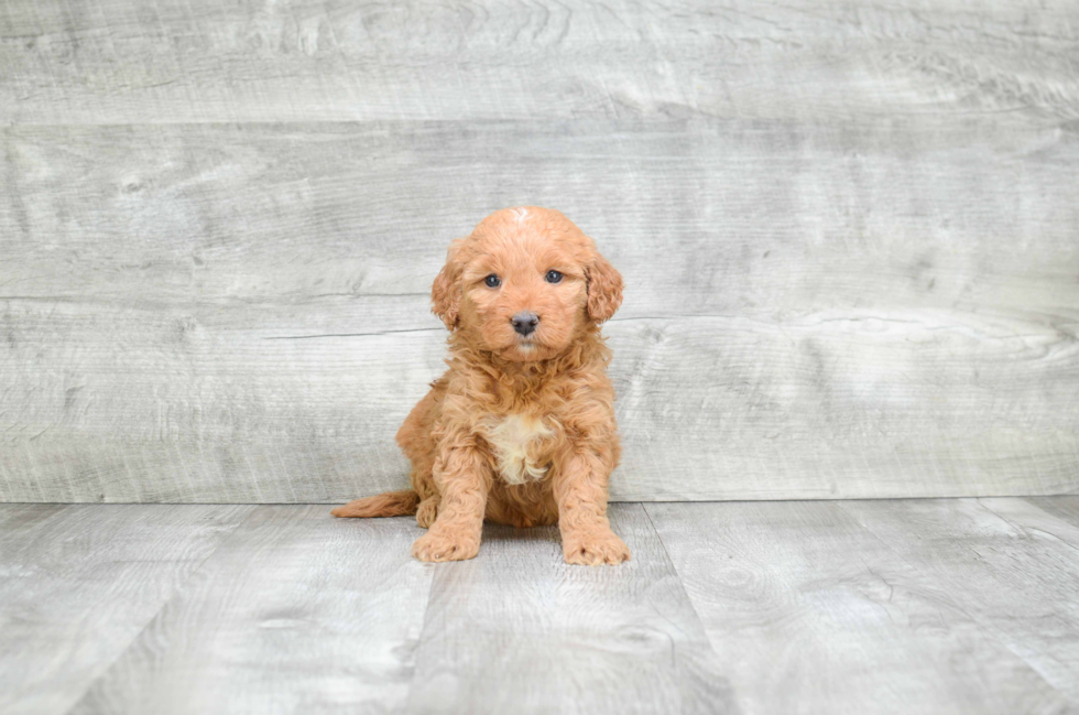 Smart Mini Goldendoodle Poodle Mix Pup