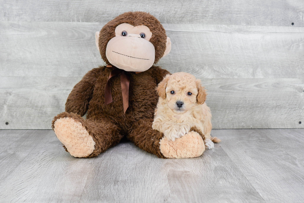 Petite Maltipoo Poodle Mix Pup
