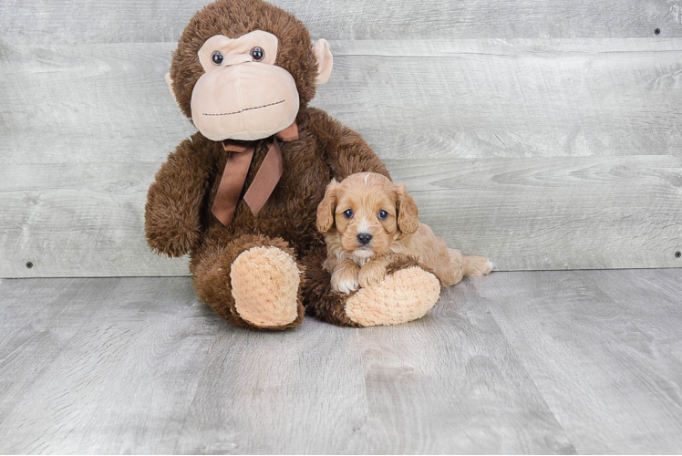 Petite Cavapoo Poodle Mix Pup