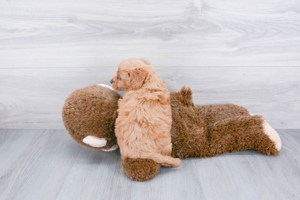 Mini Goldendoodle Pup Being Cute