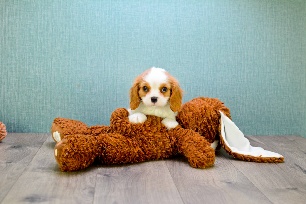 Cute Cavalier King Charles Spaniel Purebred Puppy