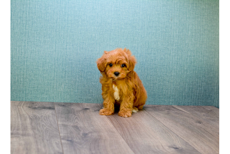 Little Cavoodle Poodle Mix Puppy