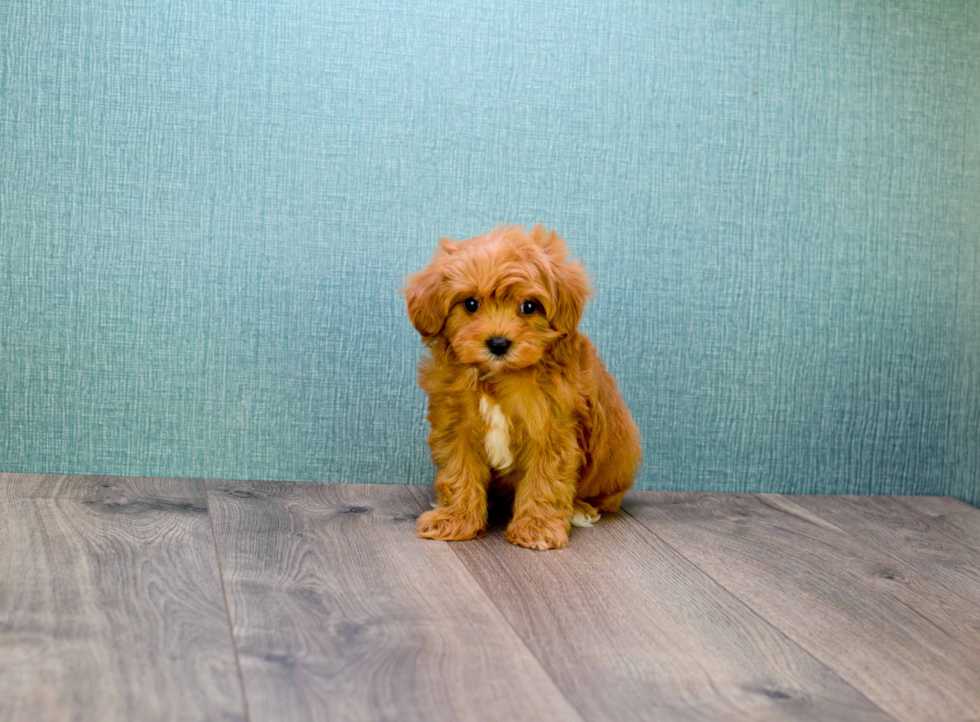 Little Cavoodle Poodle Mix Puppy