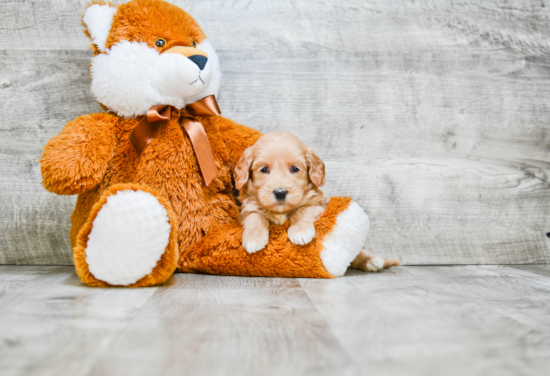 Popular Mini Goldendoodle Poodle Mix Pup