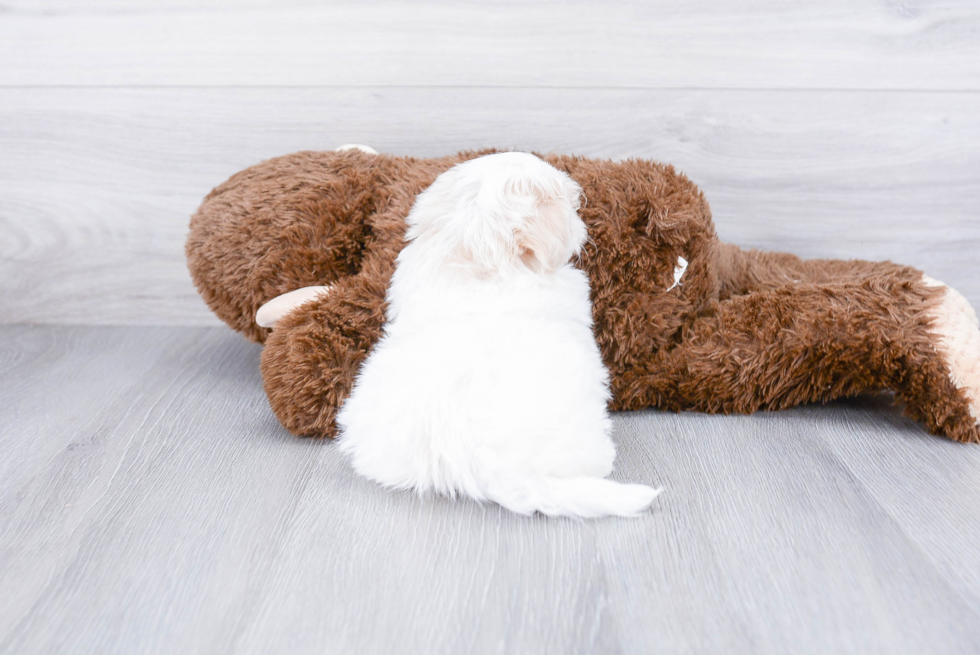 Fluffy Maltipoo Poodle Mix Pup