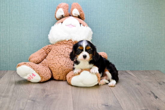 Cavalier King Charles Spaniel Pup Being Cute